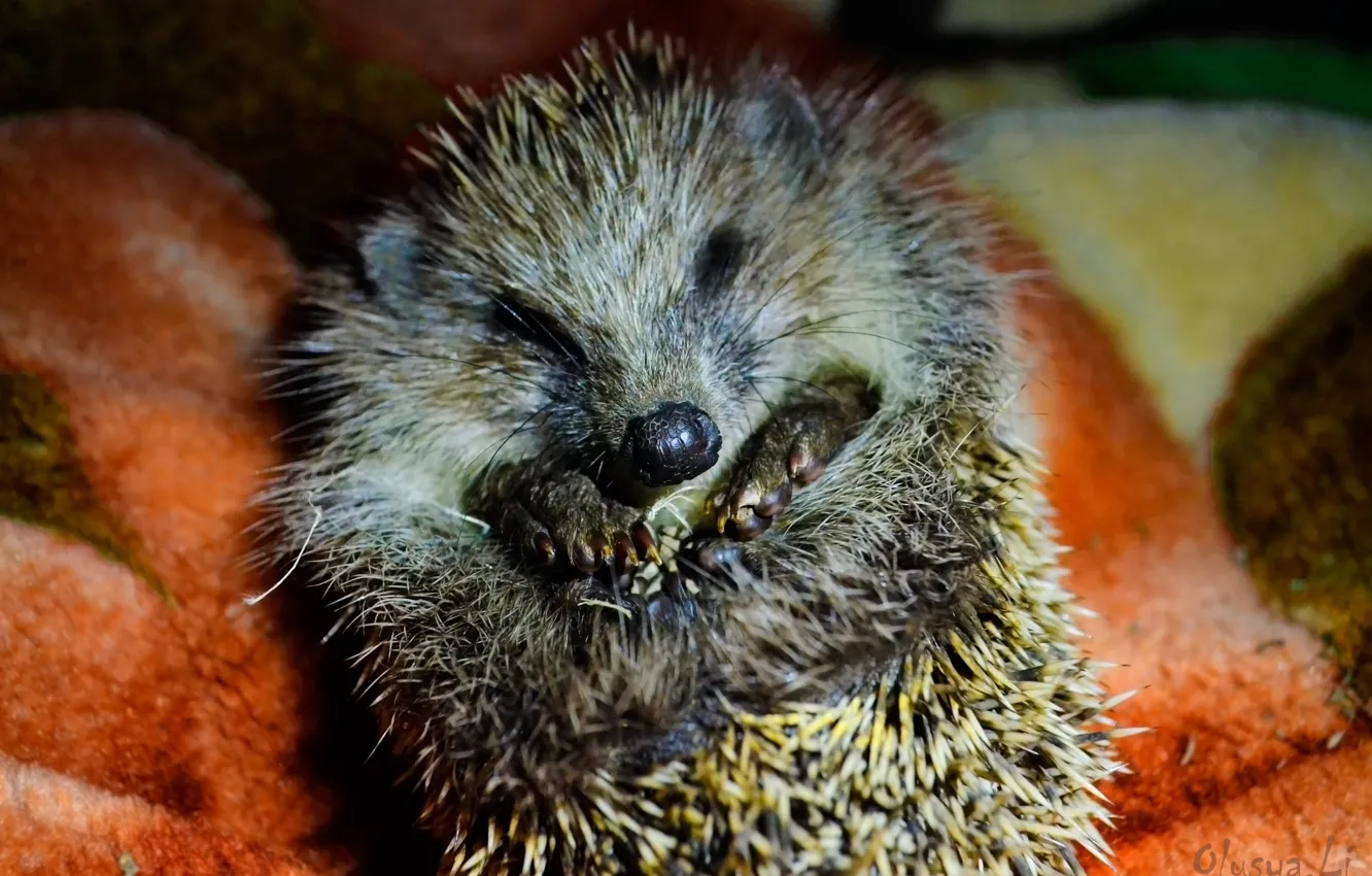 Photo wallpaper macro, Wallpaper, barb, hedgehog, hoglets