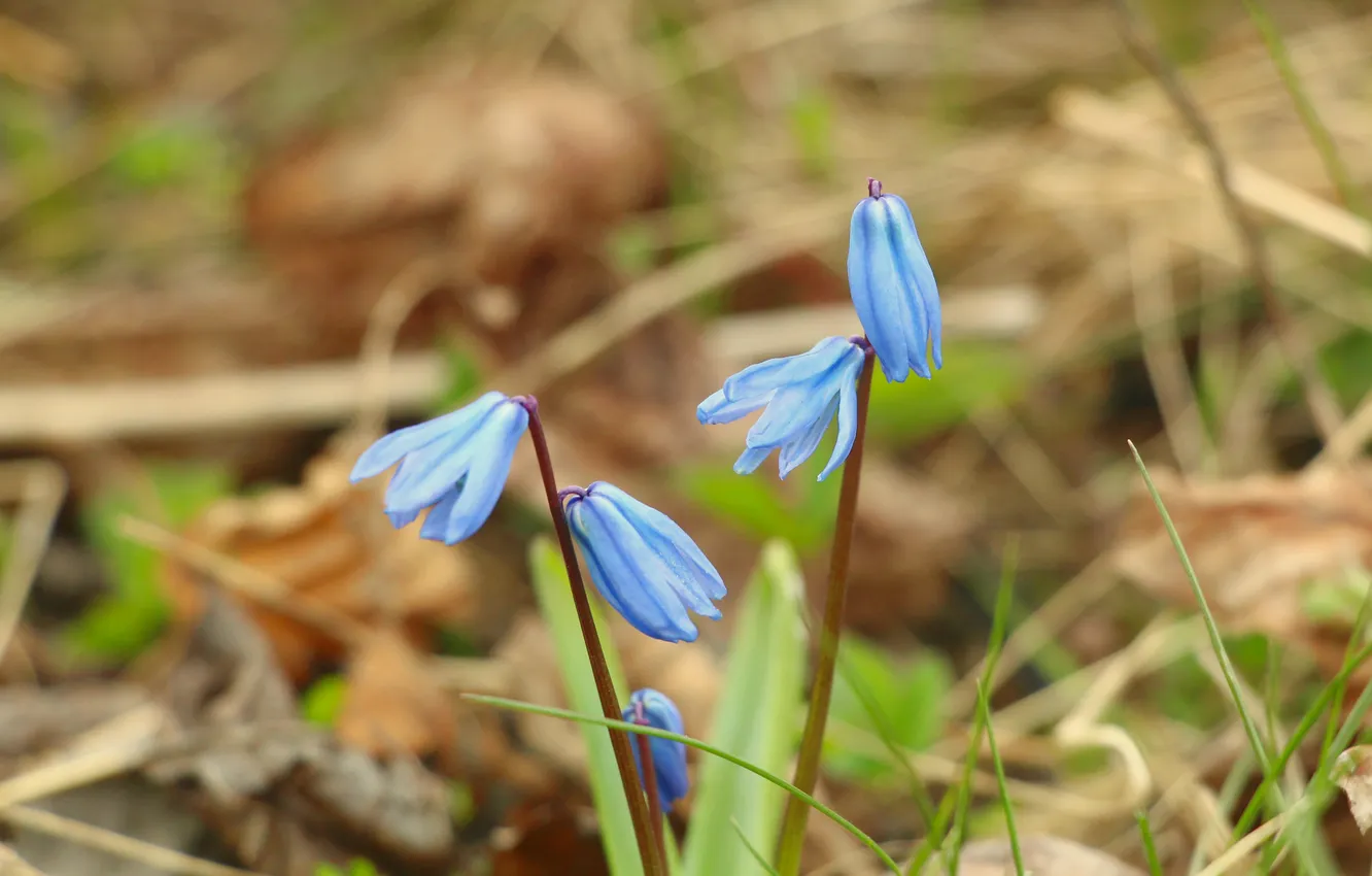 Photo wallpaper flower, blue, Siberian squill