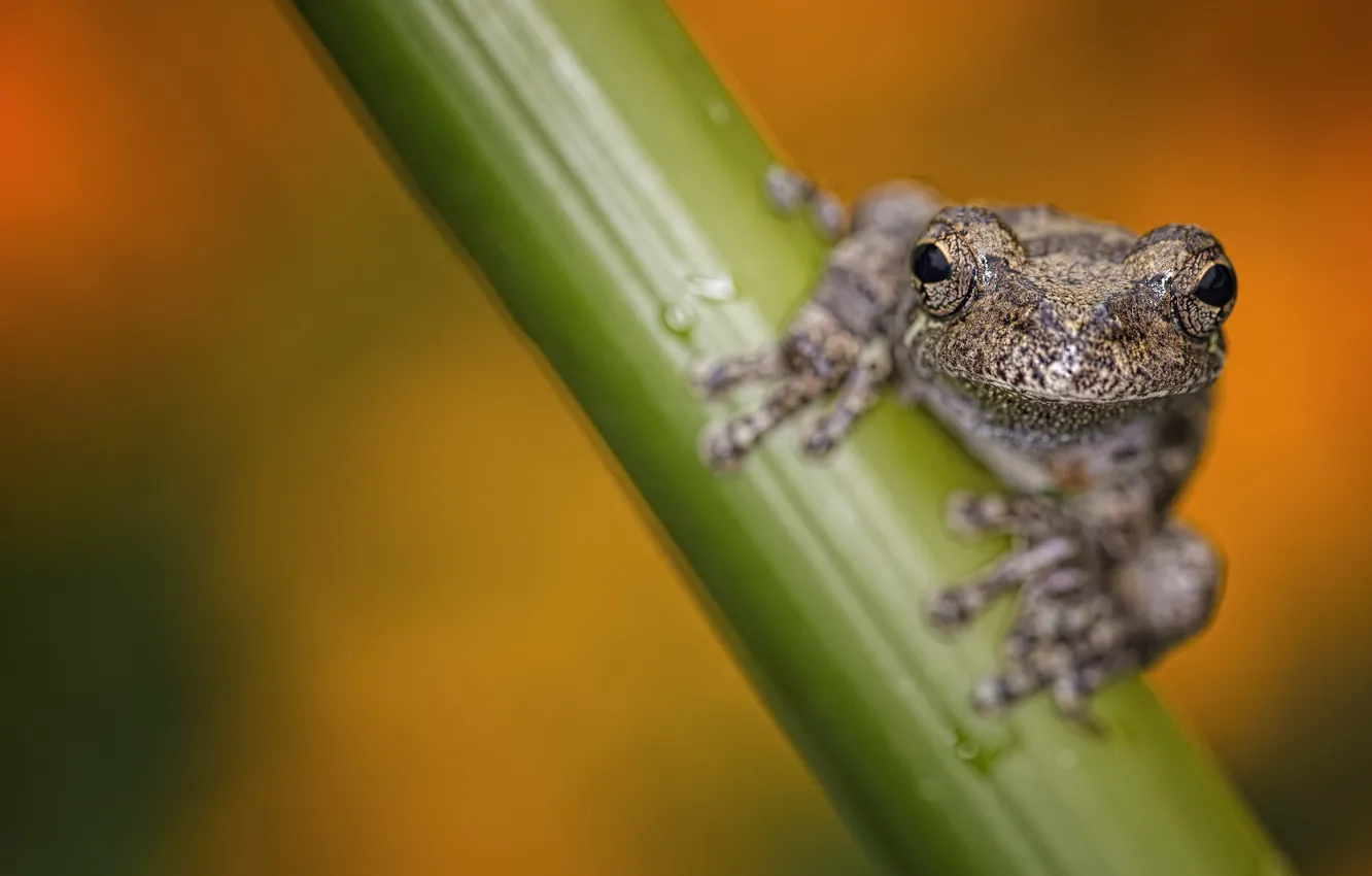 Photo wallpaper nature, background, Grey Tree Frog