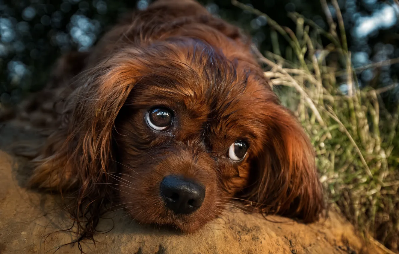 Photo wallpaper grass, look, close-up, nature, stones, portrait, dog, puppy
