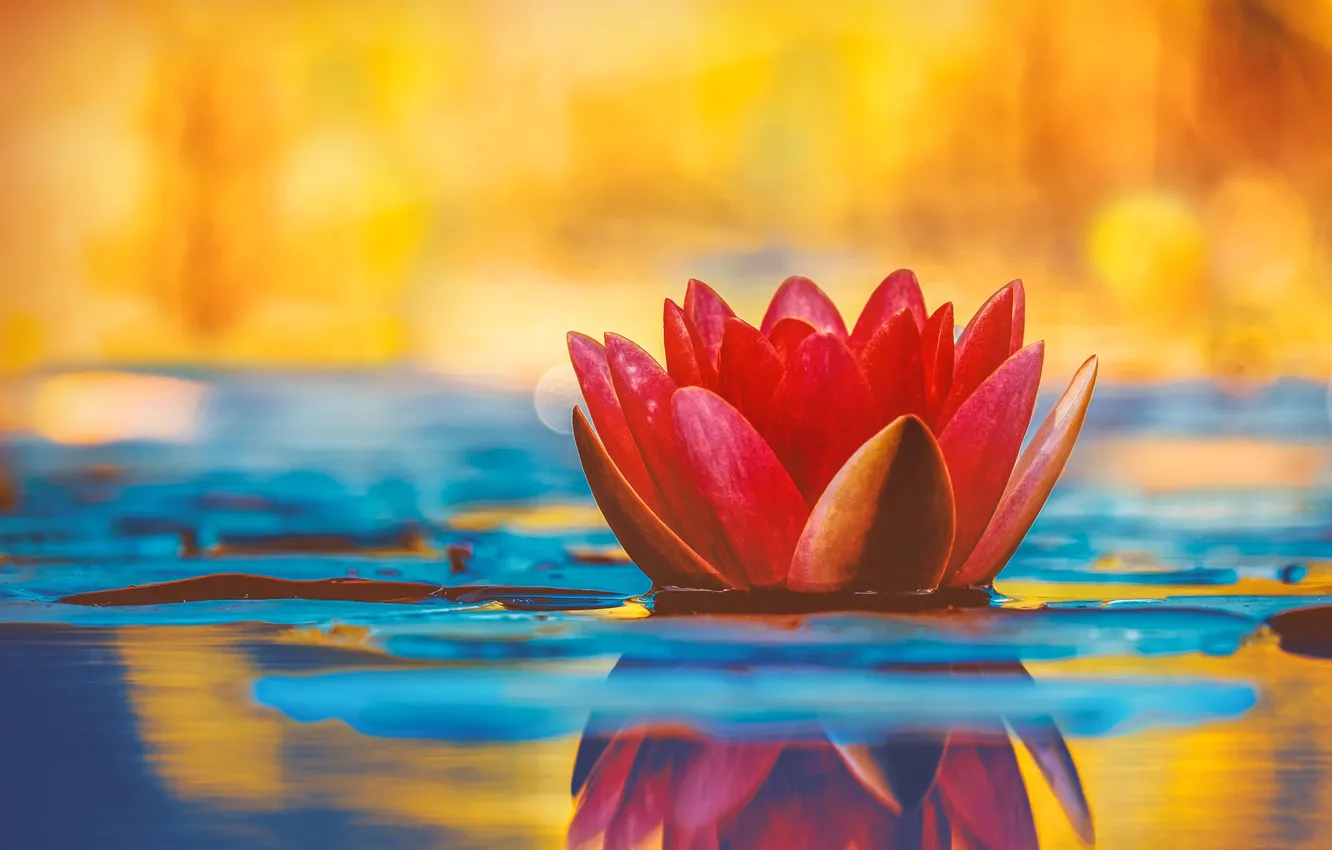 Photo wallpaper water, petals, Lily, water Lily
