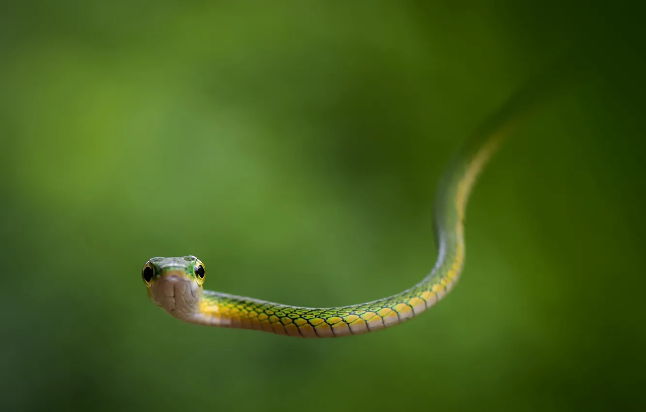Photo wallpaper snake, nature, Leptophis bocourti