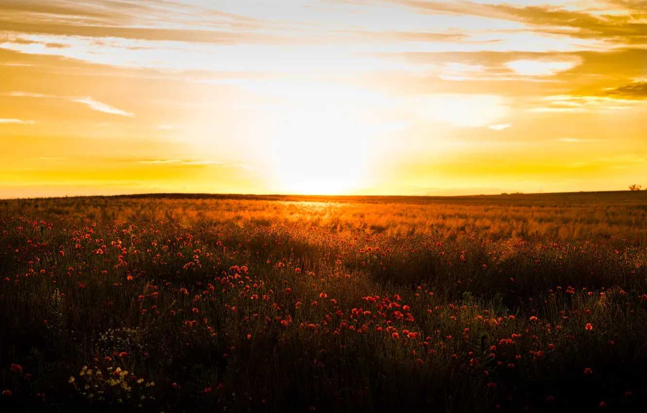 Photo wallpaper summer, the sky, the sun, clouds, light, flowers, yellow, red