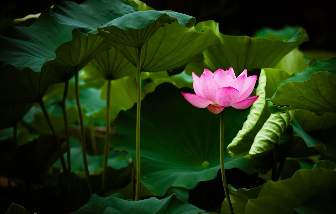 Photo wallpaper leaves, Lotus, pink