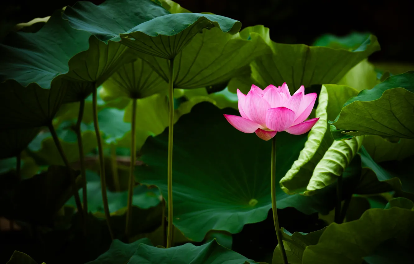 Photo wallpaper leaves, pink, Lotus