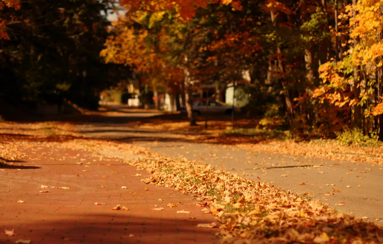 Photo wallpaper autumn, leaves, macro, trees, nature, the city, background, tree
