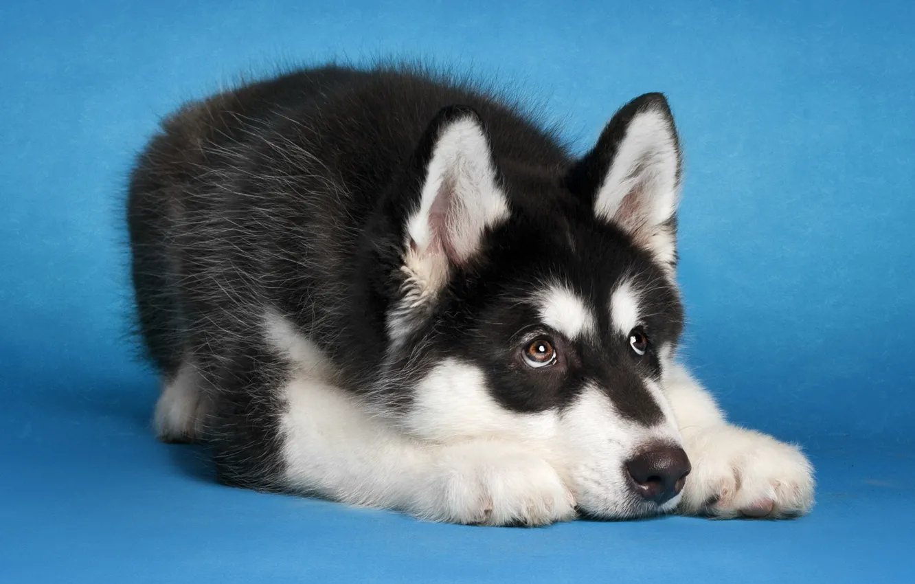 Photo wallpaper each, dog, Malamute
