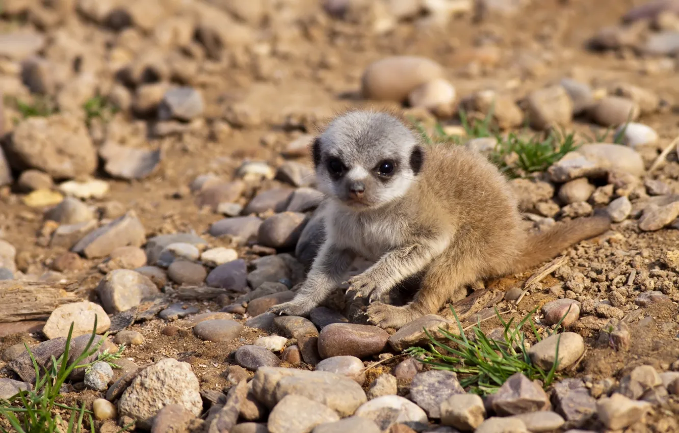 Photo wallpaper meerkats, baby, cub
