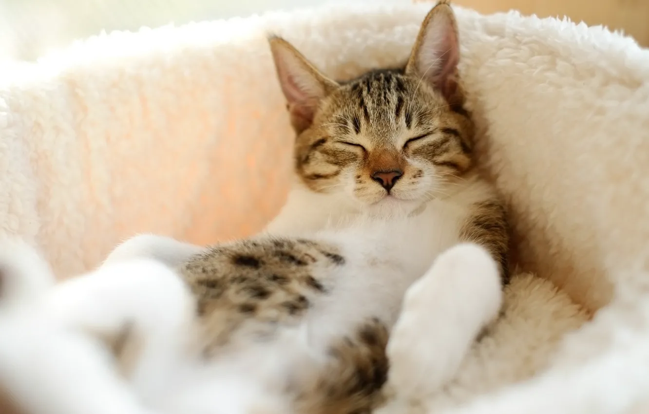 Photo wallpaper cat, sleeping, fur, spotted