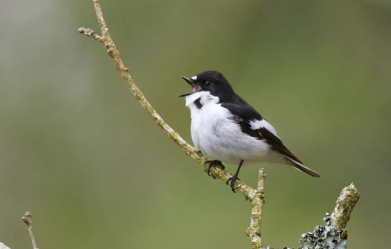 Photo wallpaper bird, branch, singing, wildlife, pied Flycatcher