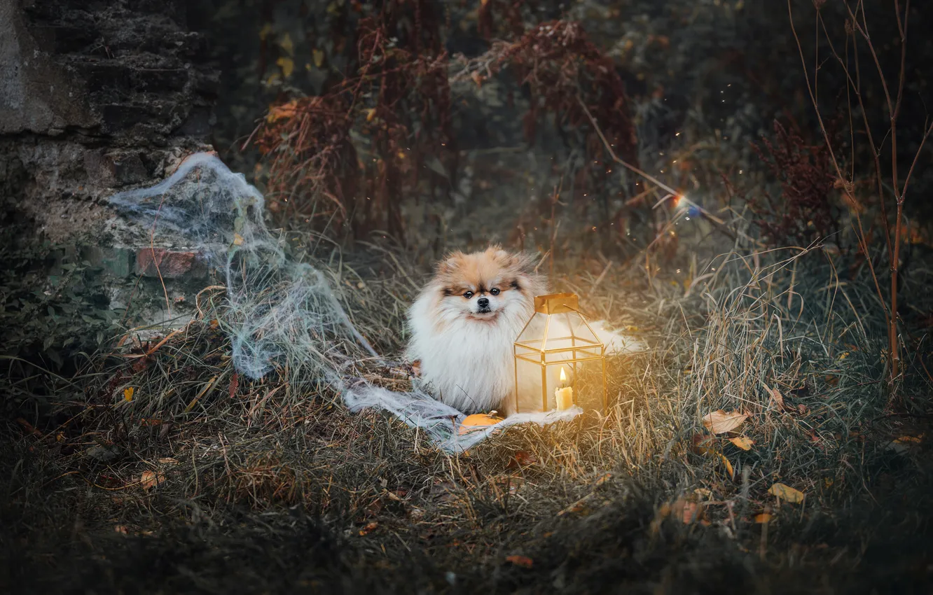 Photo wallpaper look, pose, dog, face, Spitz