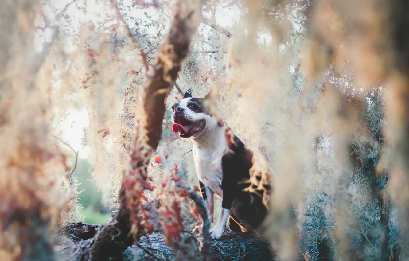 Photo wallpaper look, nature, each, dog