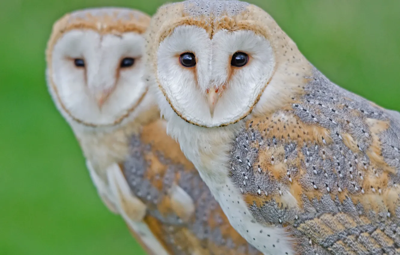 Photo wallpaper birds, pair, Owls