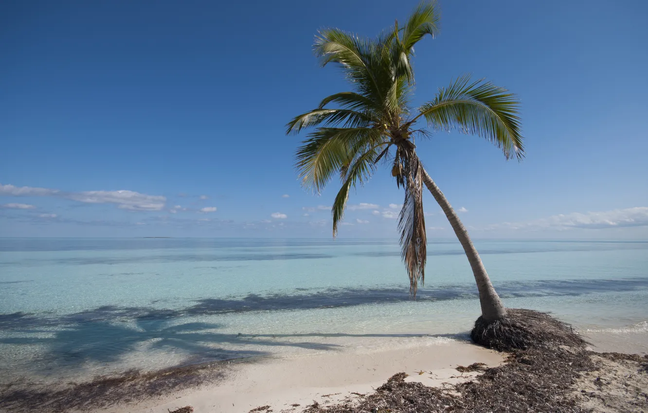 Photo wallpaper sand, sea, beach, palm trees, shore, summer, beach, sea