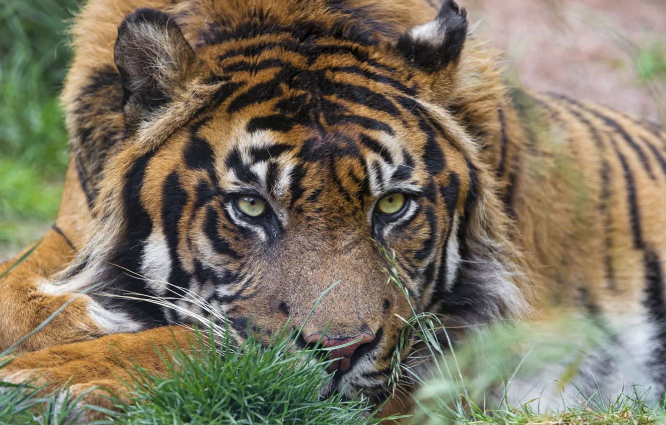 Photo wallpaper cat, look, face, tiger, ©Tambako The Jaguar, Sumatran