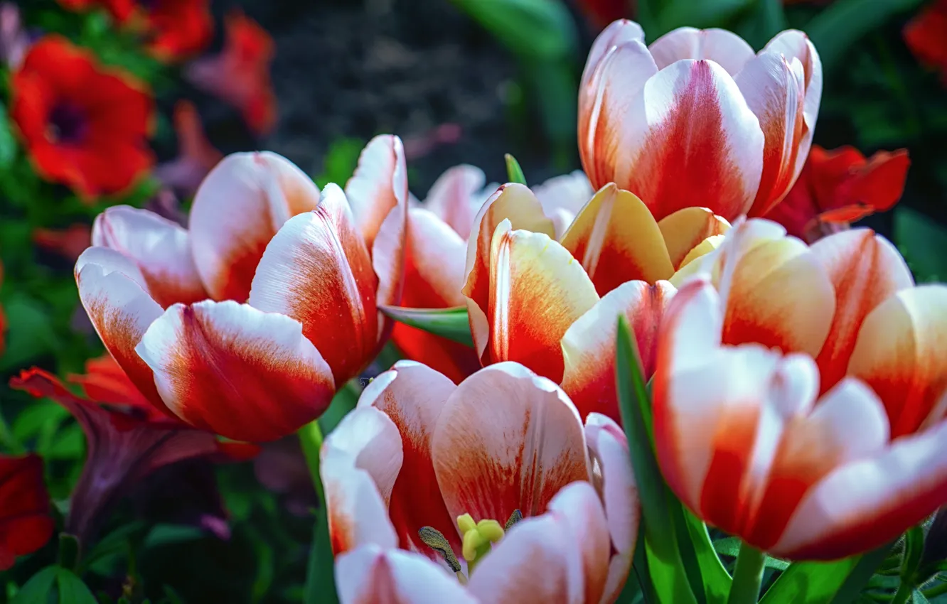 Photo wallpaper macro, tulips, striped, white-red