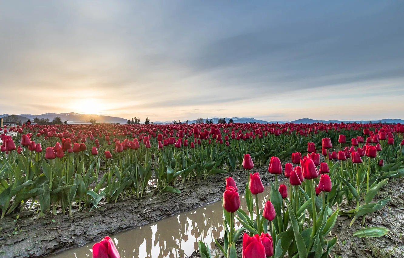 Photo wallpaper field, water, the sun, clouds, flowers, red, dawn, hills