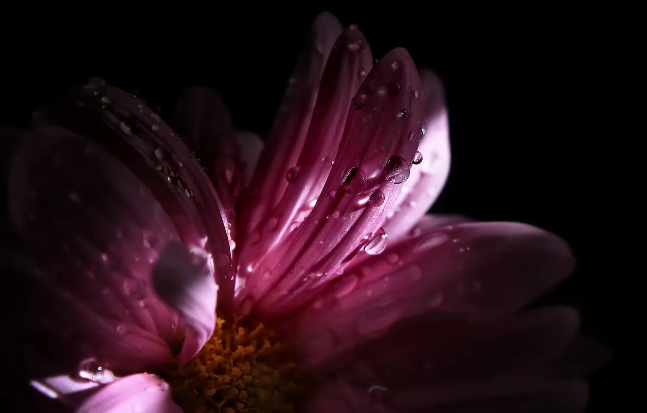 Photo wallpaper flower, light, droplets, shadow, petals, pink, beautiful flower