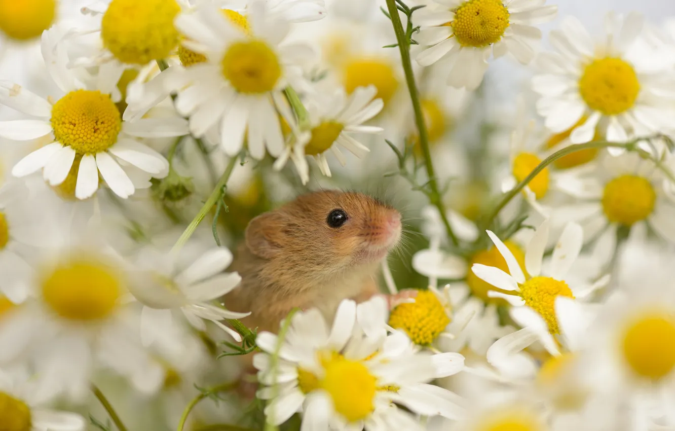 Photo wallpaper flowers, chamomile, mouse