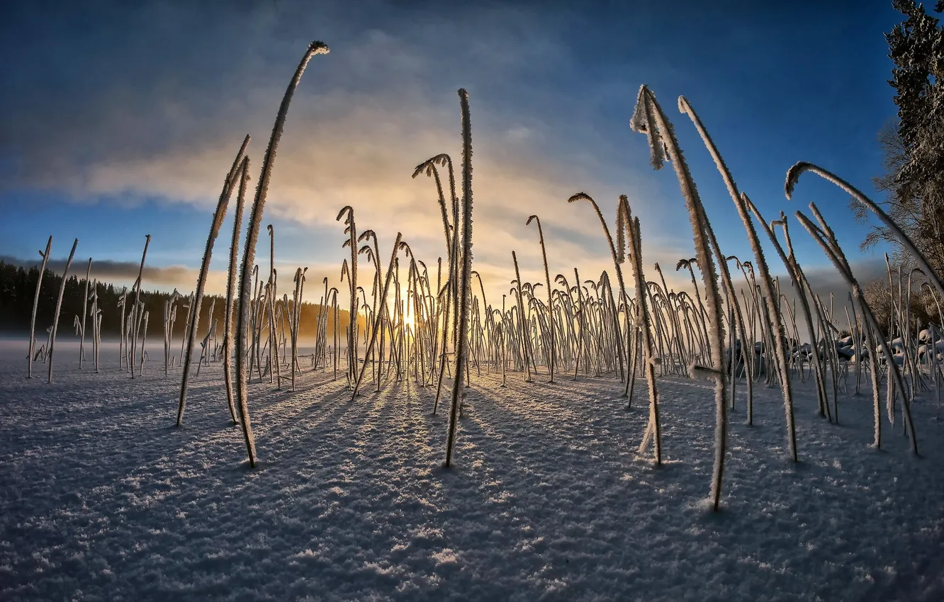 Photo wallpaper winter, snow, morning