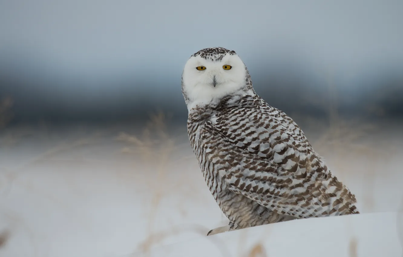 Photo wallpaper snow, bird, snowy owl, white owl