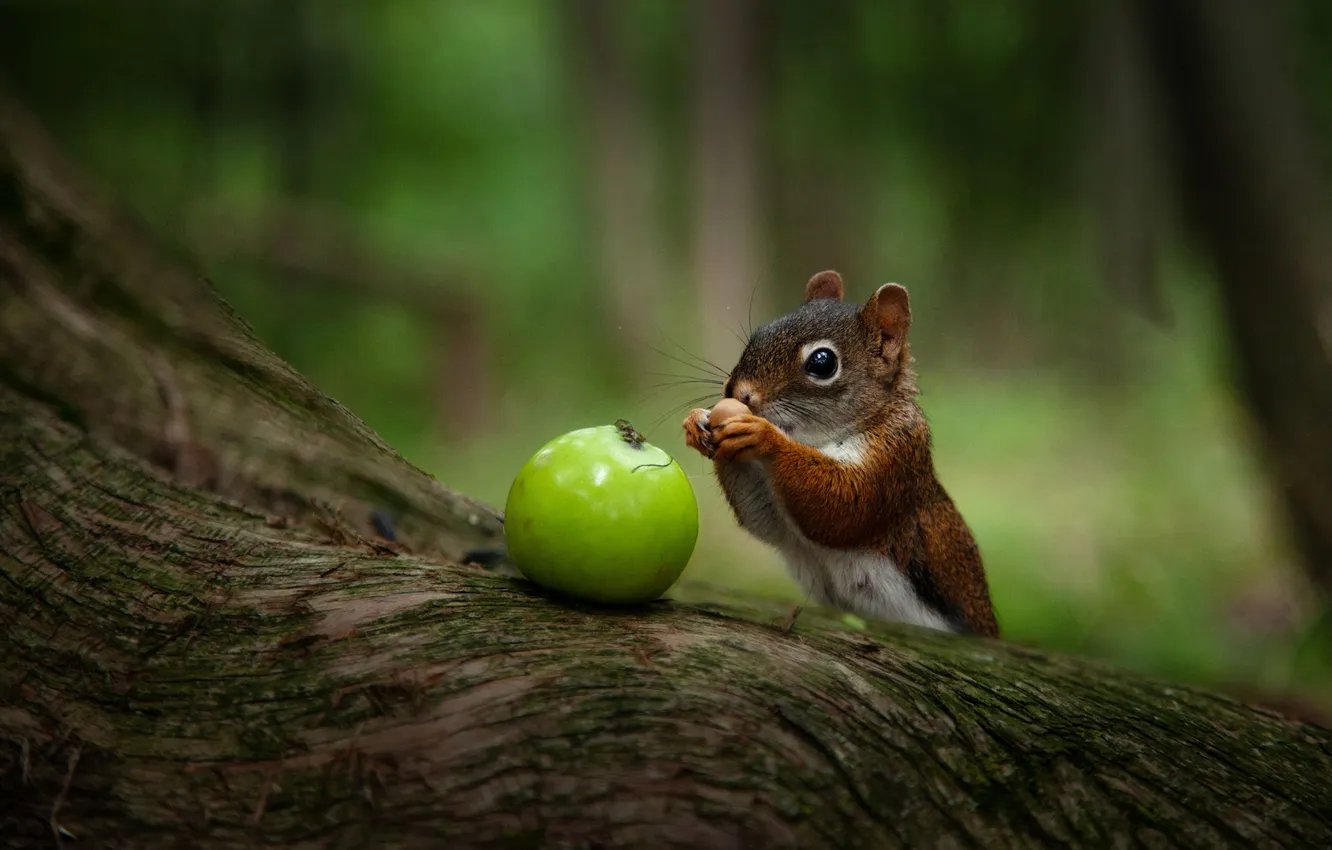 Photo wallpaper forest, trees, nature, green, apples, protein, log, nuts