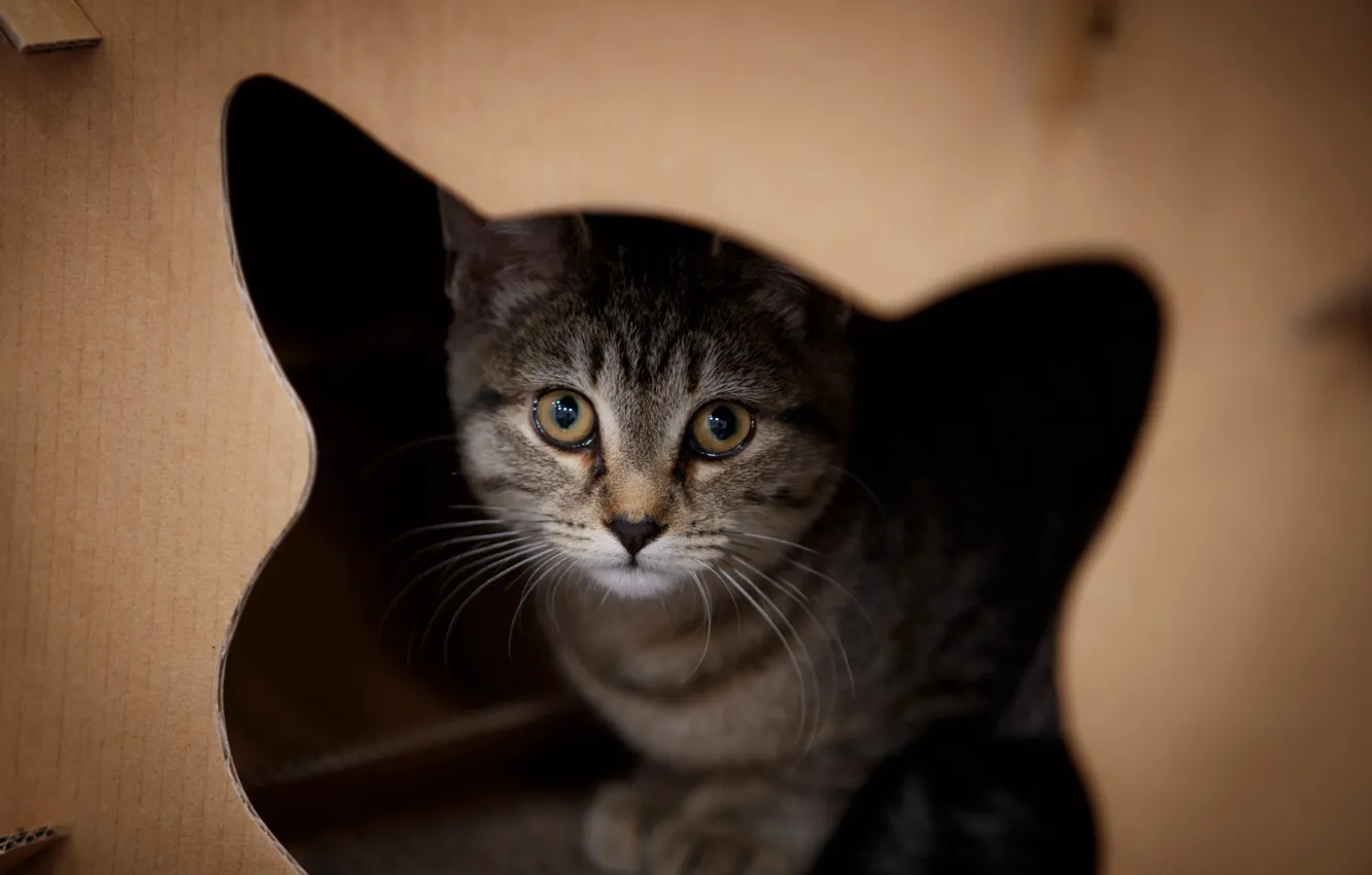 Photo wallpaper cat, look, face, Boston, cat, Boston, Purr Cat Cafe, Cafe "Purring cat"