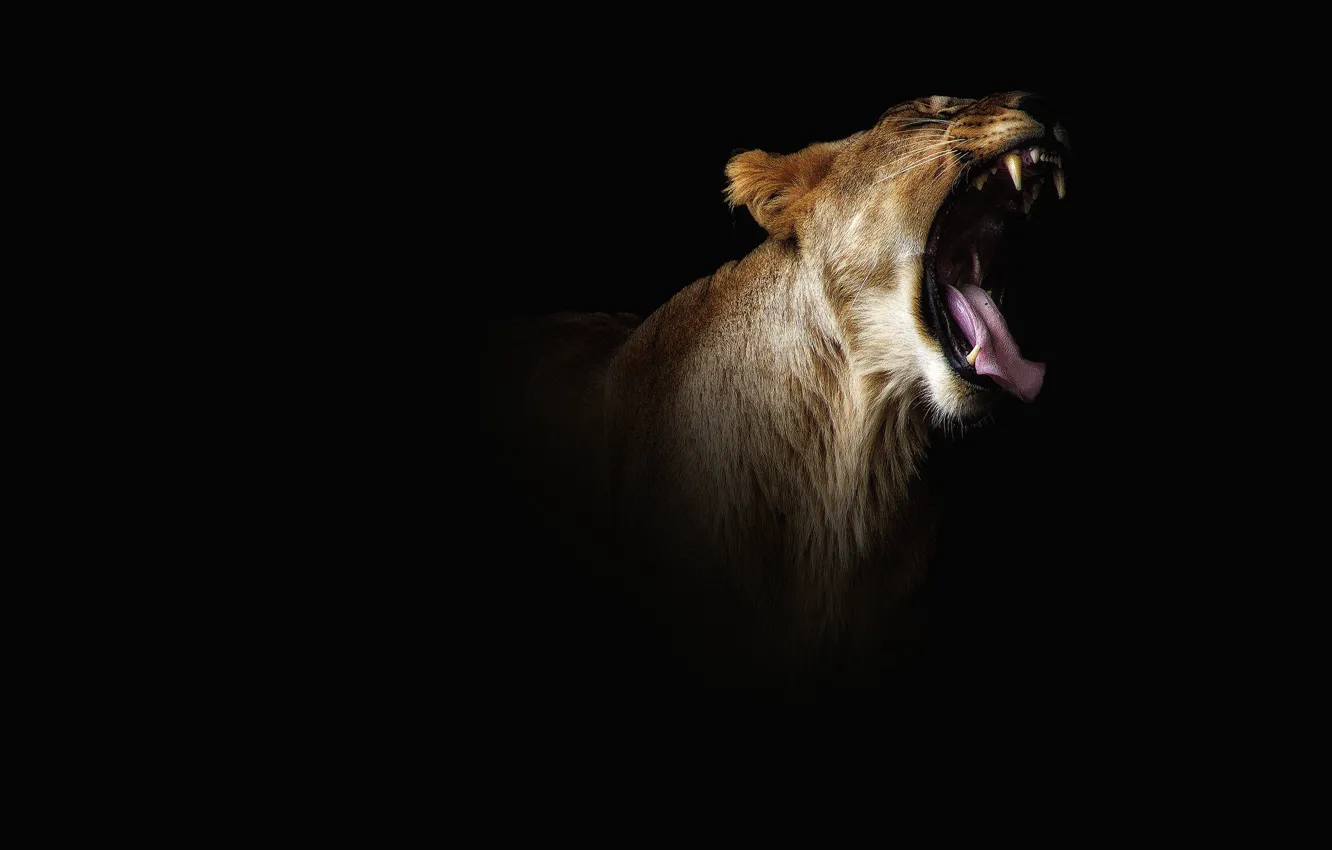 Photo wallpaper language, face, darkness, mouth, fangs, black background, lioness, wild cat