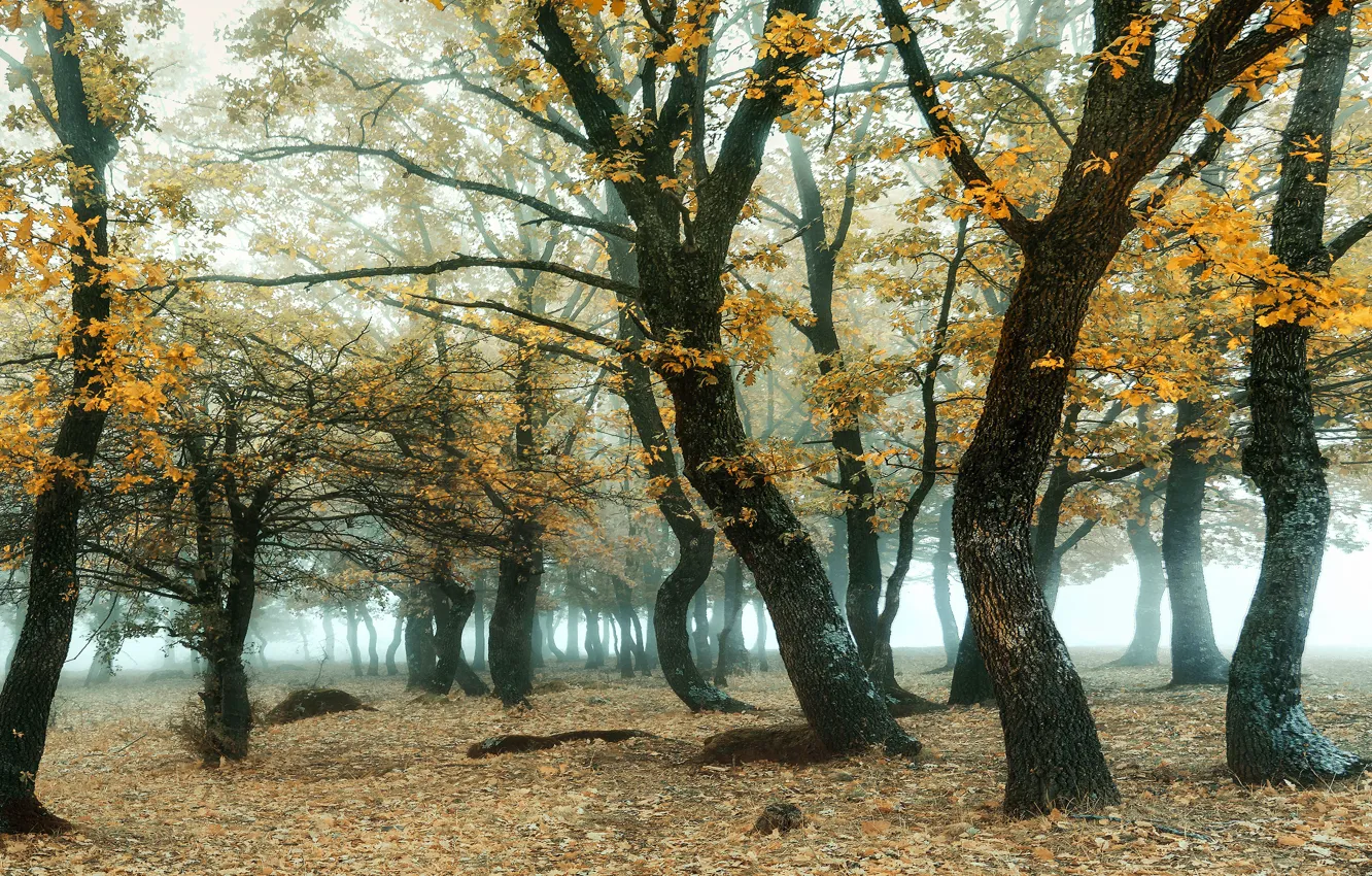 Photo wallpaper autumn, forest, branches, fog, foliage, grove, oaks