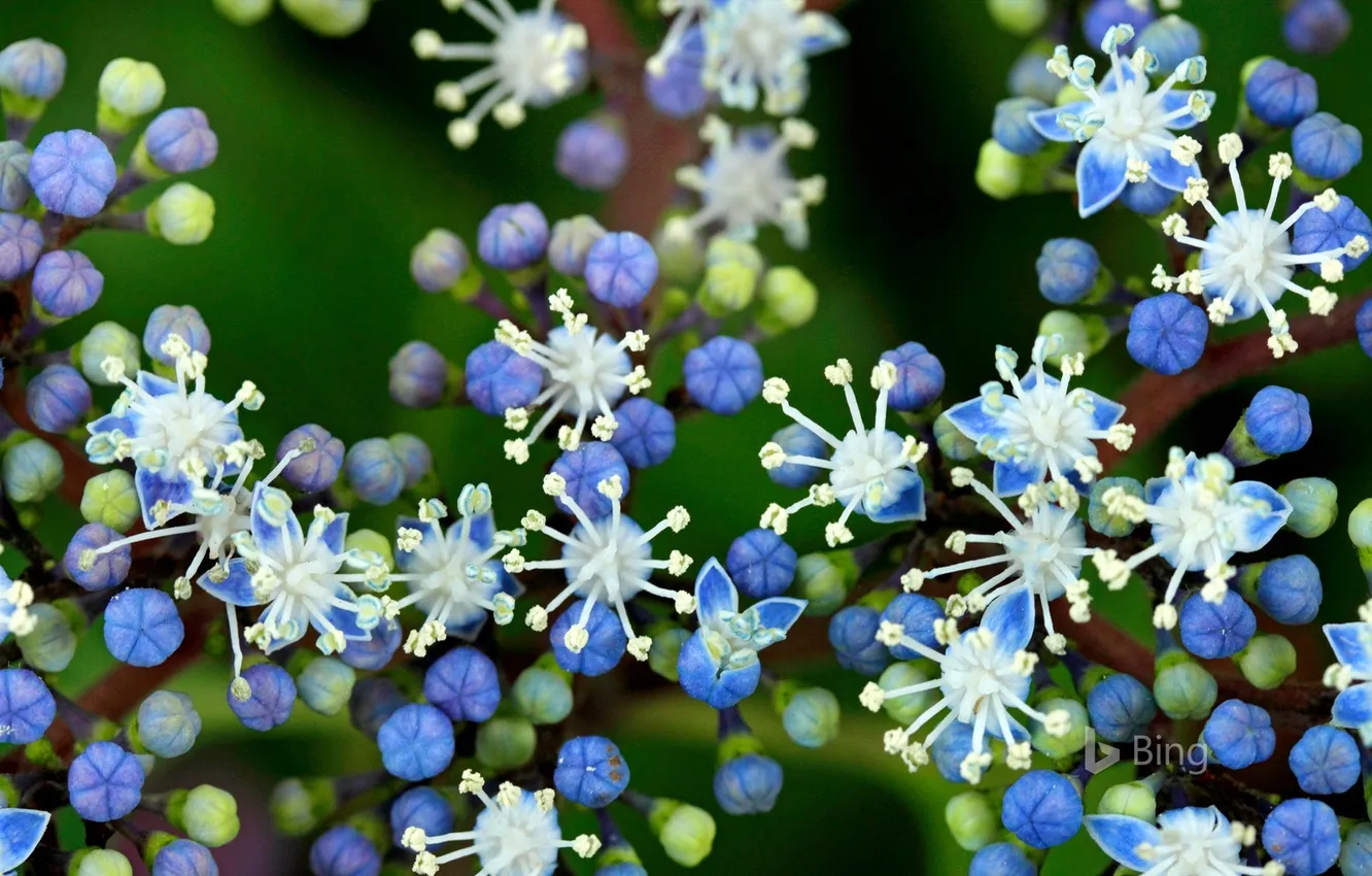 Photo wallpaper flowers, plant, flower, plants, Hydrangea Blue, Blue Hydrangea