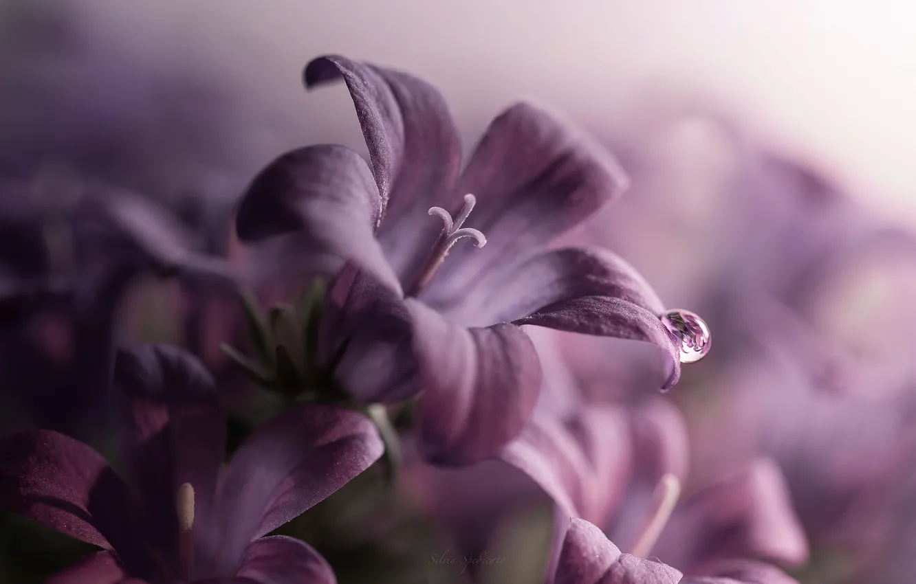 Photo wallpaper purple, macro, flowers, droplets, petals, bells