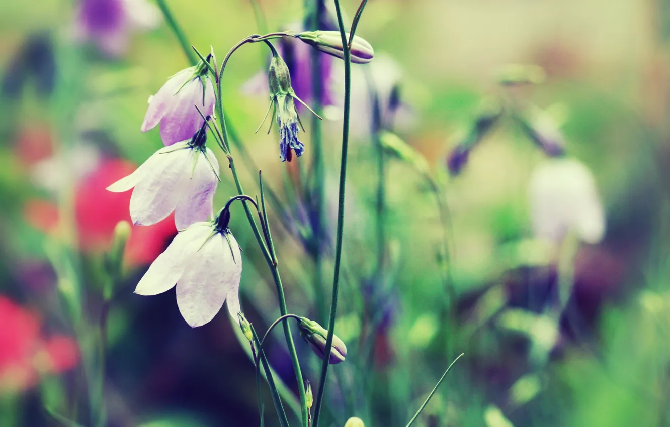 Photo wallpaper grass, macro, flowers, nature, plant, color, blur, bells
