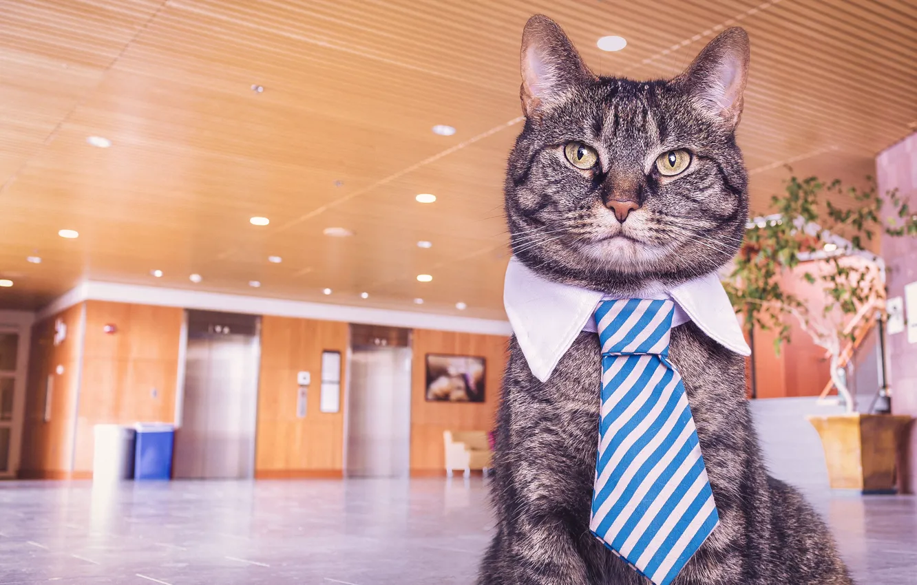 Photo wallpaper cat, cat, look, grey, office, collar, tie, the room