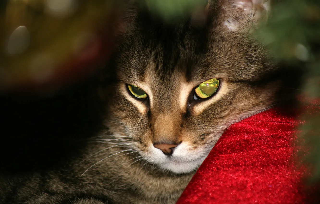 Photo wallpaper cat, cat, look, pose, face