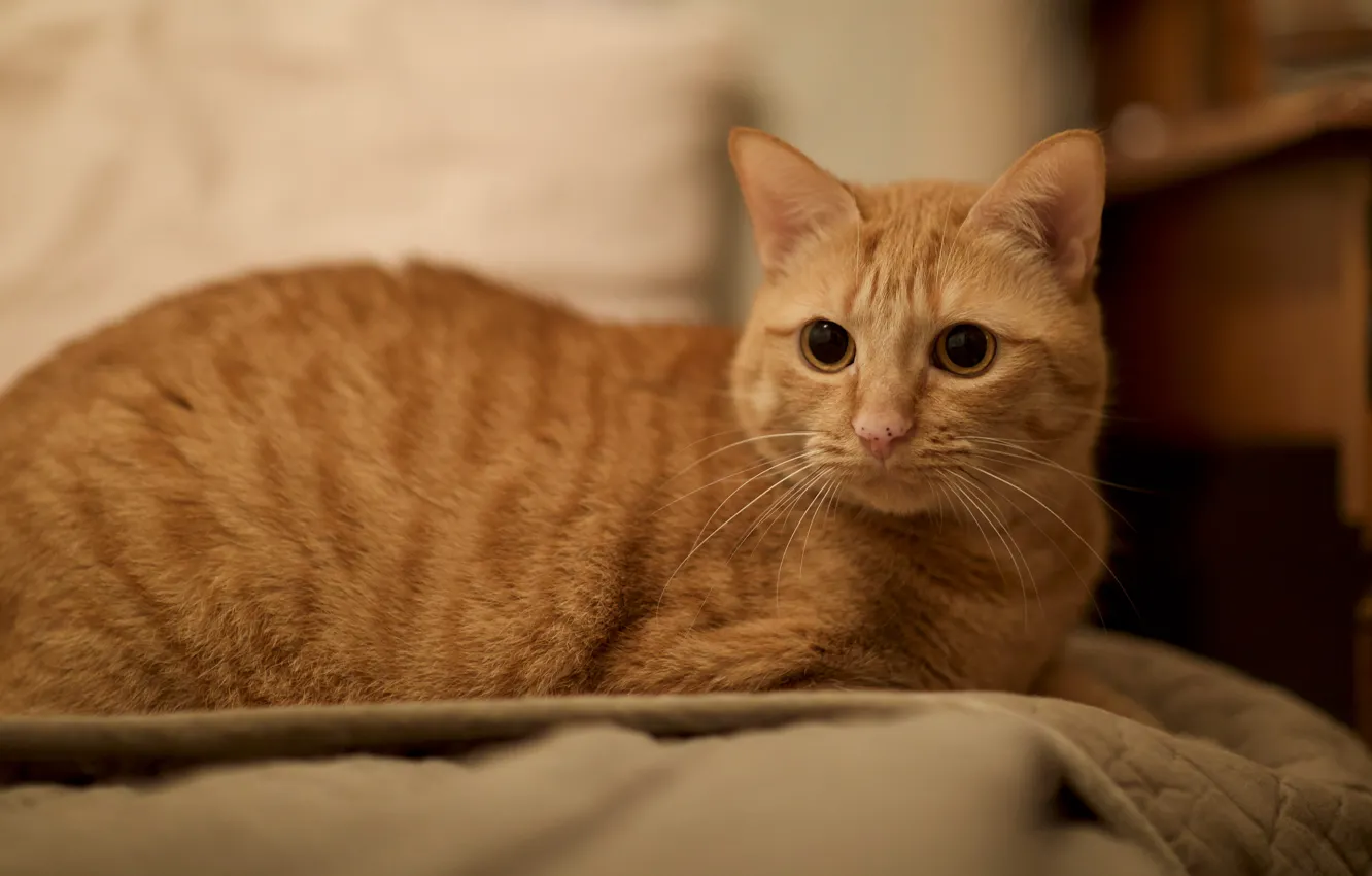 Photo wallpaper cat, cat, look, face, bed, lies, red, big eyes