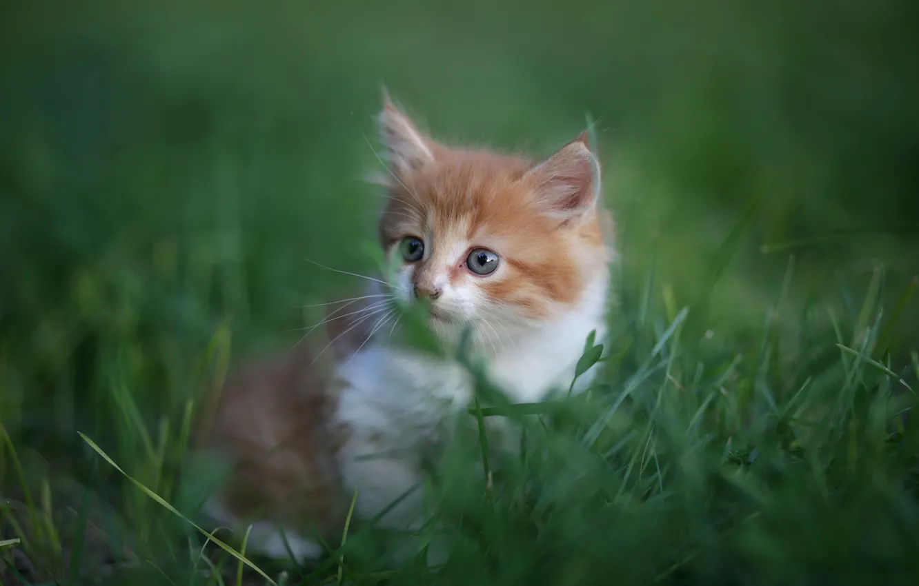 Photo wallpaper grass, baby, muzzle, kitty, bokeh