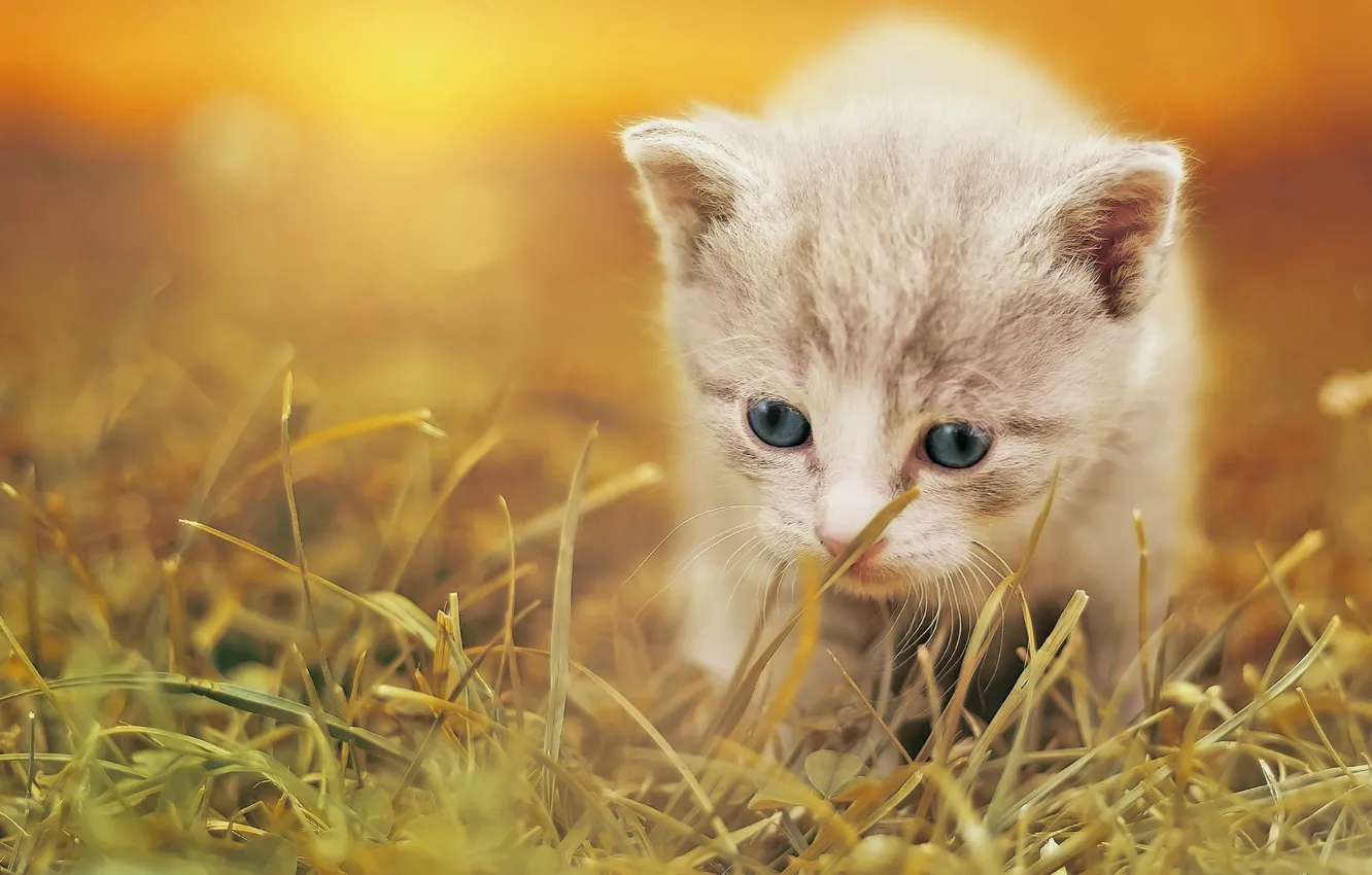 Photo wallpaper grass, baby, kitty, bokeh
