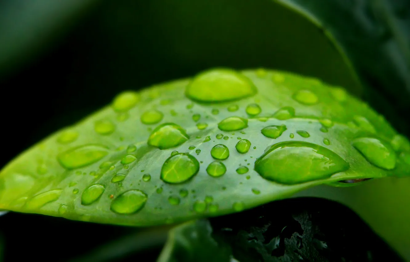Photo wallpaper water, drops, leaf