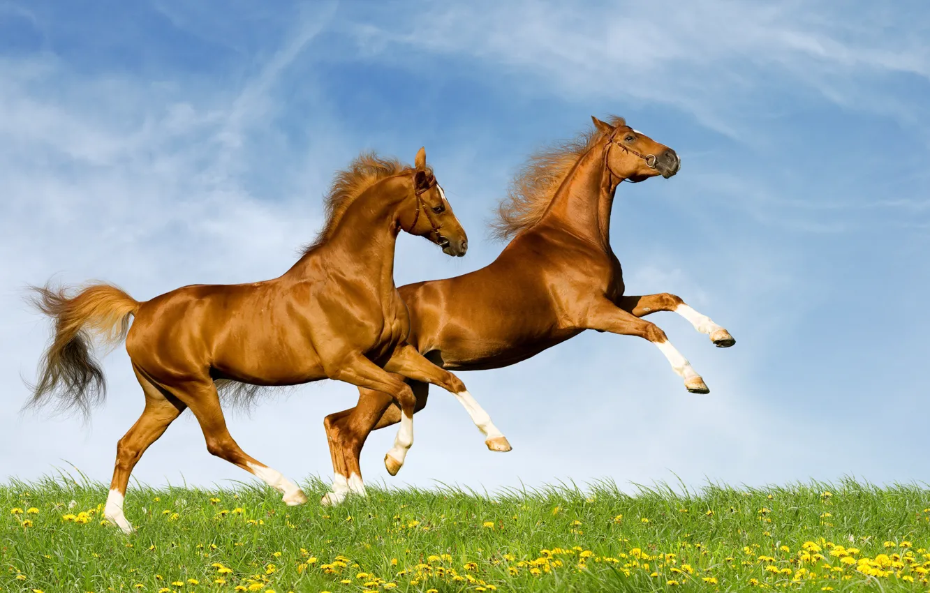 Photo wallpaper The sky, Grass, Horse, Stallions