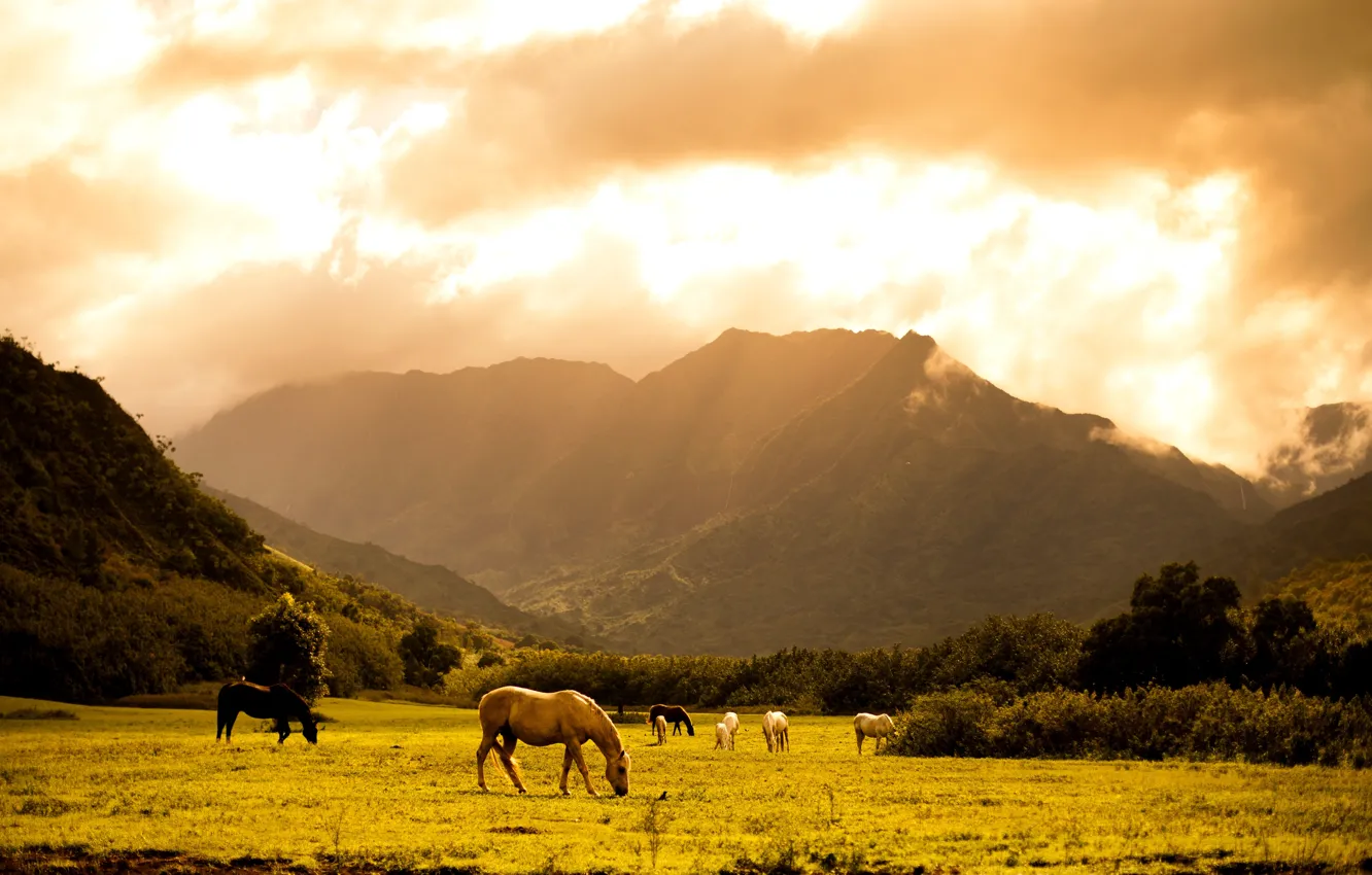 Photo wallpaper mountains, horse, lawn
