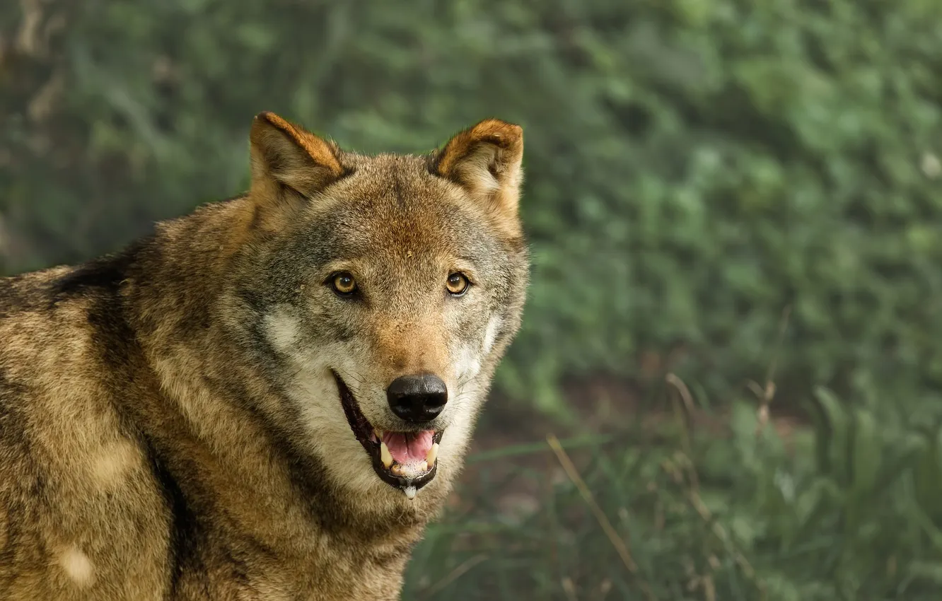 Photo wallpaper Predator, nature, snow, face, animal, wolf, canis lupus, wildlife