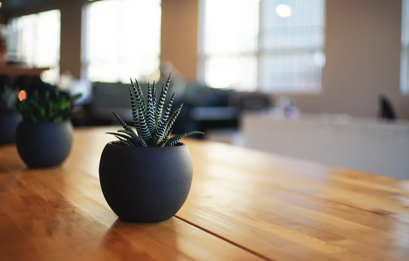 Photo wallpaper living room, plant, pot