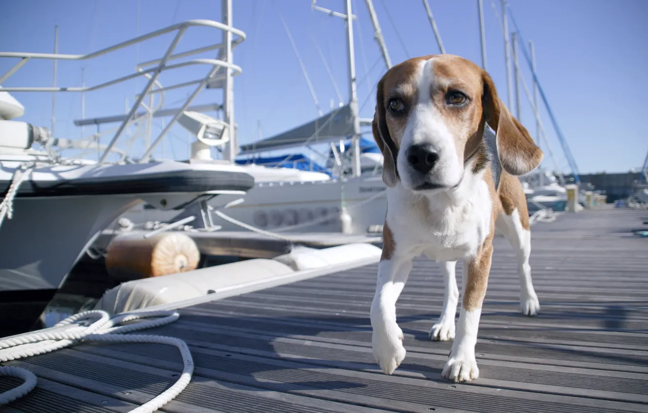 Photo wallpaper boat, Marina, dog, yacht, pier, boat