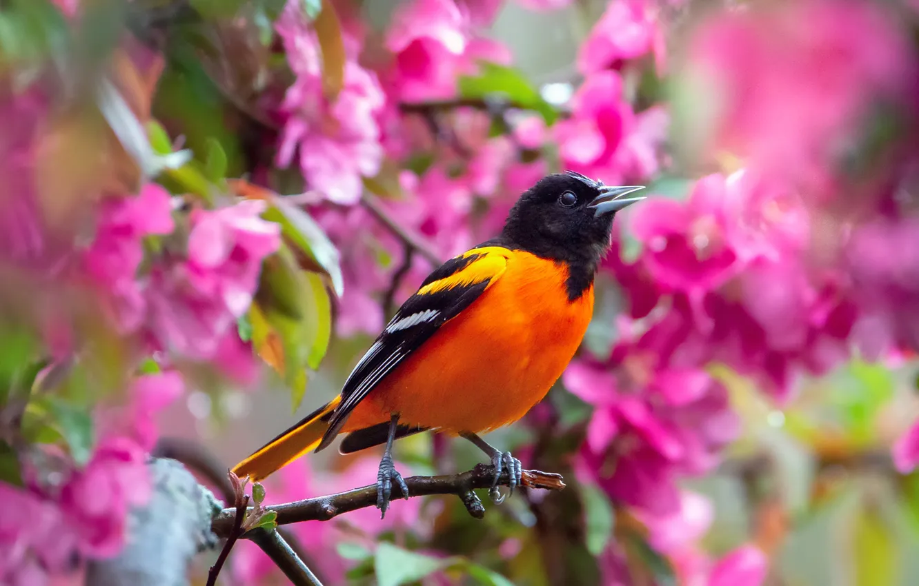 Photo wallpaper flowers, branches, bird, spring, flowering, Oriole, Baltimore Oriole