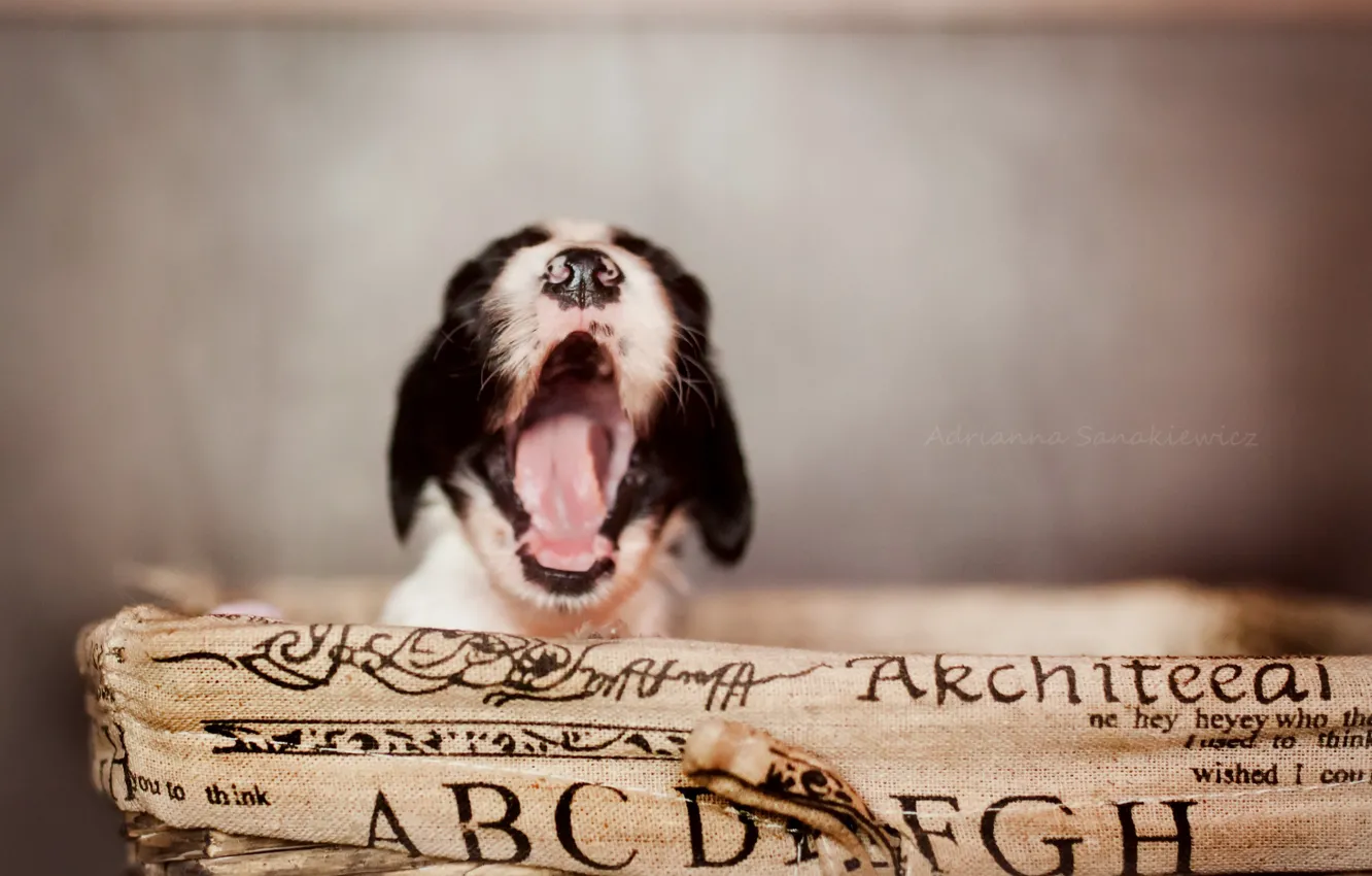 Photo wallpaper comfort, home, puppy