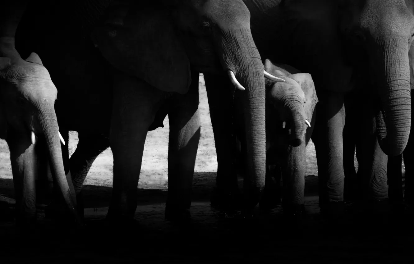 Photo wallpaper nature, background, elephant