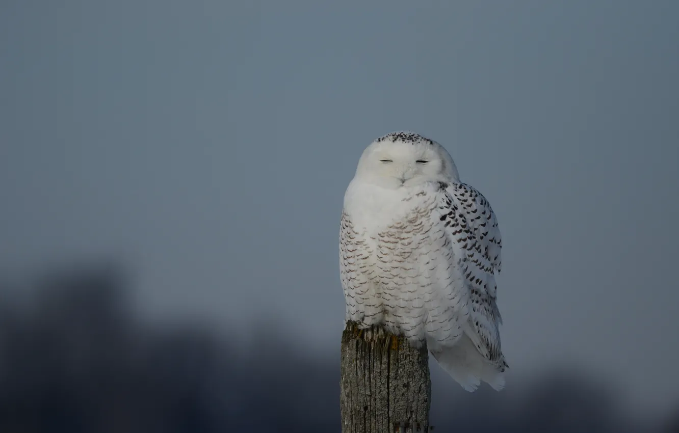 Photo wallpaper branches, branch, snowy owl, eyes closed, snowy owl, my eyes closed