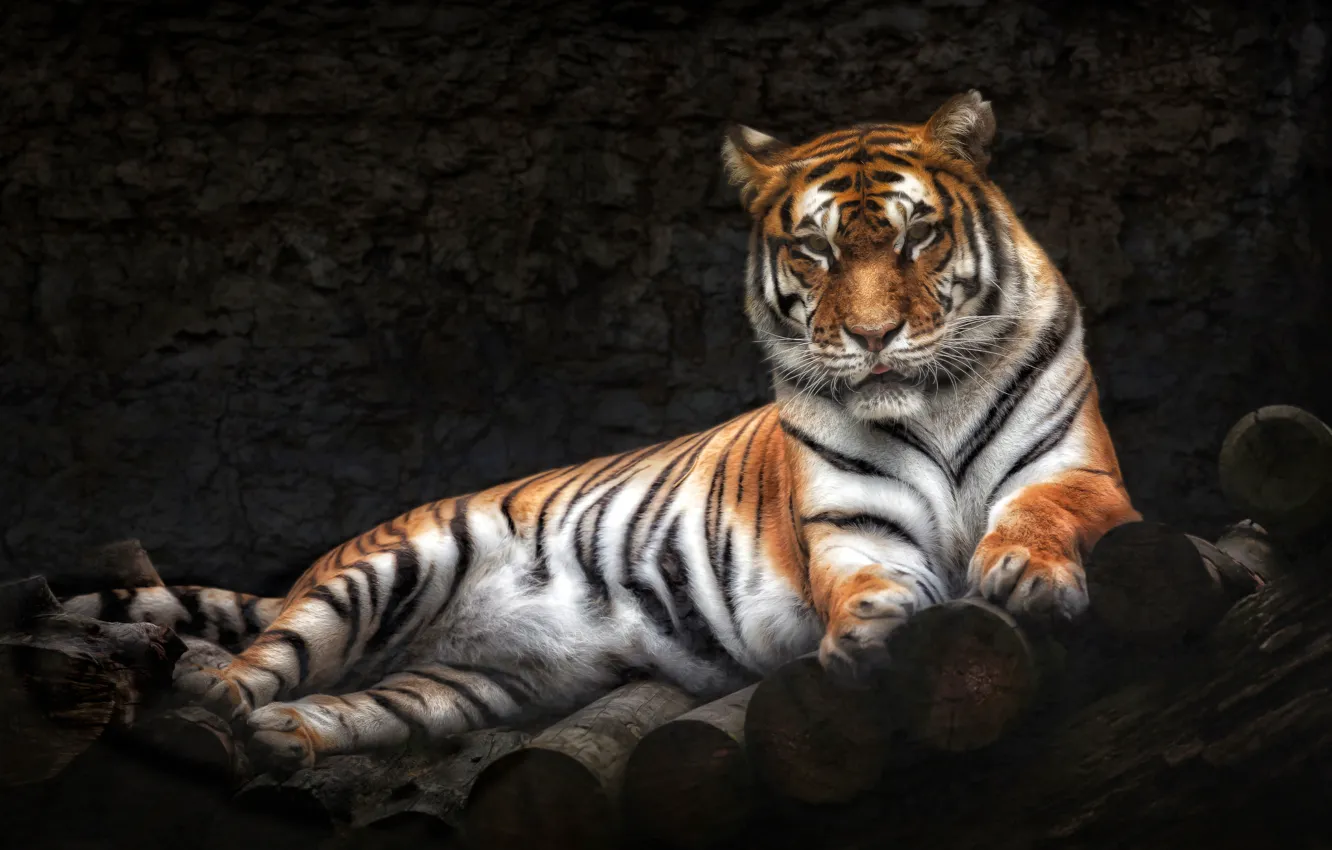 Photo wallpaper tiger, predator, lies