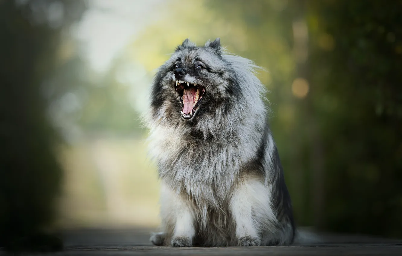 Photo wallpaper dog, fluffy, mouth, bokeh, The Keeshond, Wolfspitz
