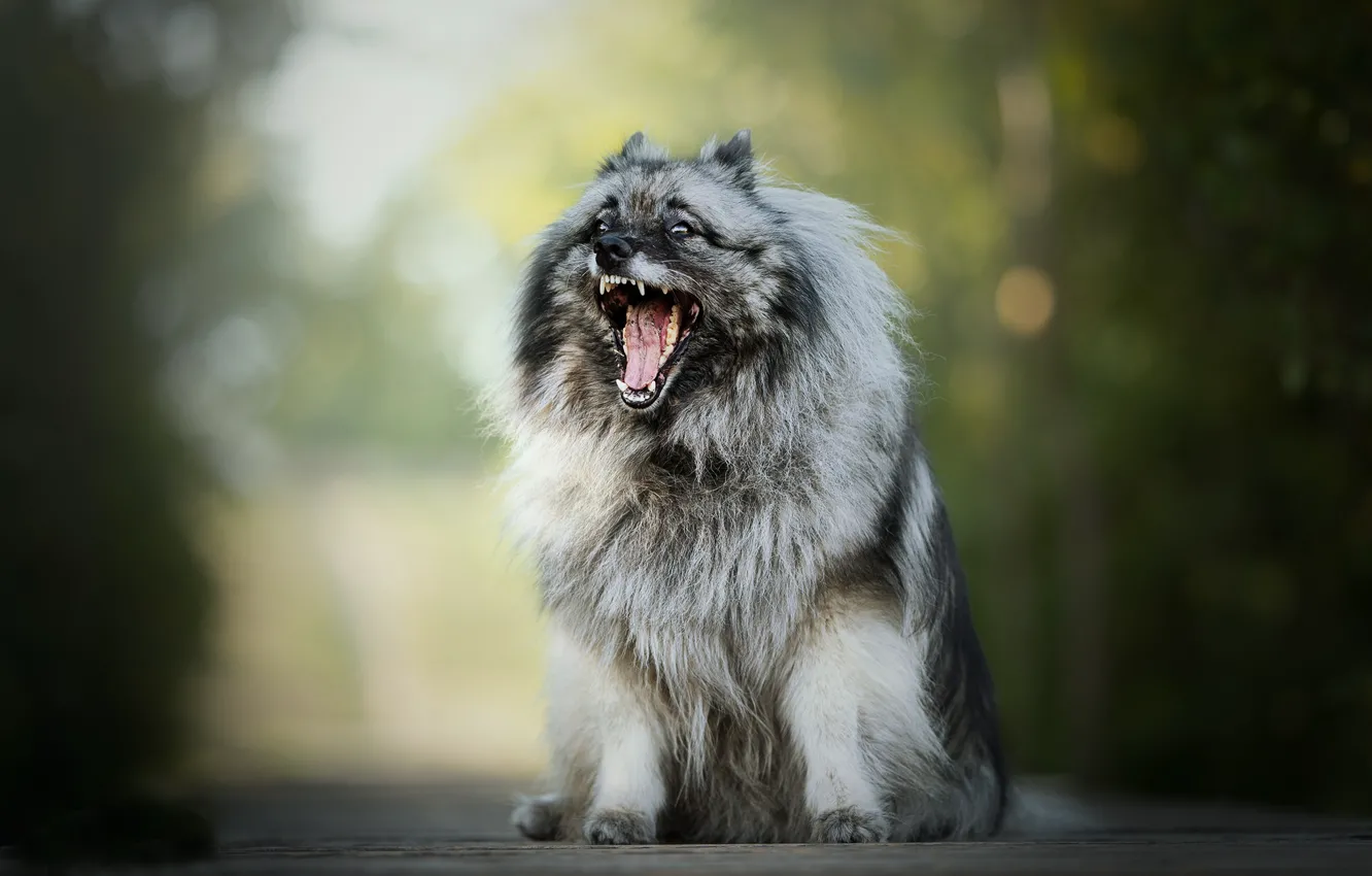 Photo wallpaper dog, mouth, bokeh, fluffy, The Keeshond, Wolfspitz